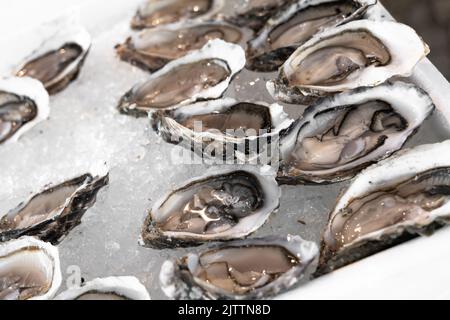 Frisch geöffnete, eiweißreiche Auster auf zerkleinertem Eis im Fischrestaurant oder auf dem Markt. Selektiver Fokus. Gesundes Gourmet-Essen mit Mineralien. Natürliche Aphrodis Stockfoto