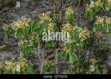 Östlicher Erdbeerbaum, Arbutus andrachne, blüht im Frühling, Griechenland. Stockfoto