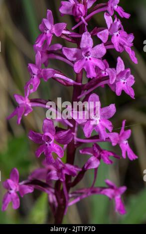 Vierfleckige Orchidee, Orchis quadripunctata, blühenkraut, Griechenland. Stockfoto