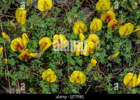 Hairy Broom, Cytisus hirsutus subsp. Polytrichus, blühend auf dem Olymp. Stockfoto