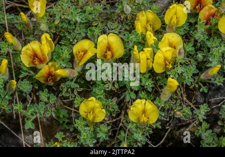 Hairy Broom, Cytisus hirsutus subsp. Polytrichus, blühend auf dem Olymp. Stockfoto