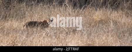 Ein wilder Tiger, der im Wald in Indien steht, Madhya Pradesh, Nahaufnahme Stockfoto