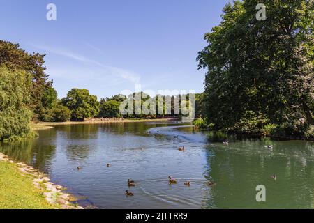 Teich mit Enten im Stadtzentrum von Malmö Schweden während des warmen Sommertages Stockfoto