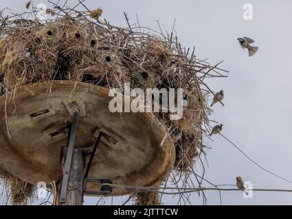 Spanische Sperlinge, Passer hispaniolensis, brüten im Nest des Weißstorchs, Ciconia ciconia. Nordgriechenland. Stockfoto