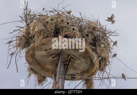 Spanische Sperlinge, Passer hispaniolensis, brüten im Nest des Weißstorchs, Ciconia ciconia. Nordgriechenland. Stockfoto