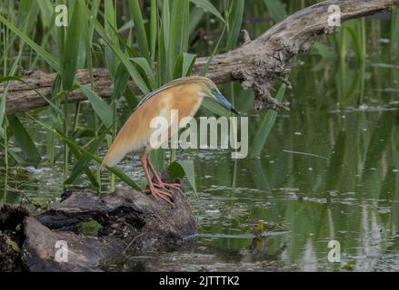 Squacco Heron, Ardeola ralloides im Zuchtgefieder, Kerkini-See, Griechenland. Stockfoto