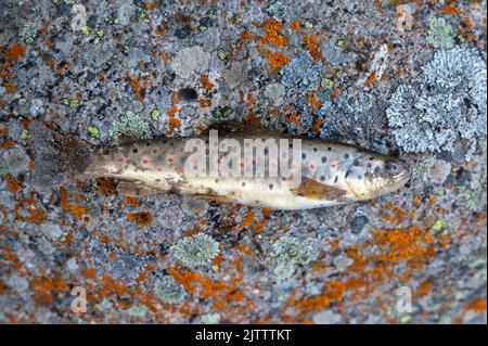 Fing Bachforelle oder Salmo Trutta auf einem Stein Stockfoto