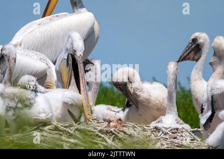 Elterntiere füttern Nestlinge von dalmatinischem Pelikan oder Pelecanus crispus Stockfoto