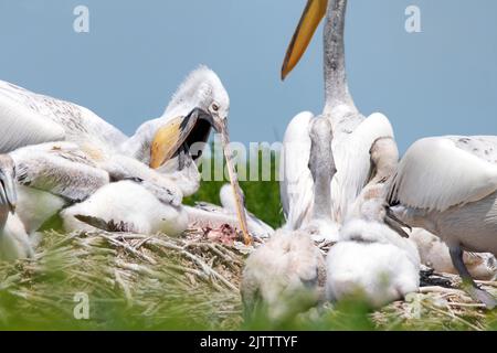 Elterntiere füttern Nestlinge von dalmatinischem Pelikan oder Pelecanus crispus Stockfoto