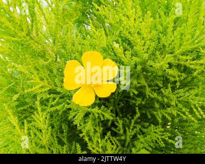 Ranunculus bulbosus, allgemein bekannt als Knollenblüte clos-up Stockfoto