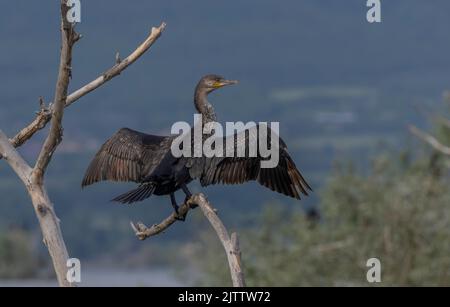 Gewöhnlicher Kormoran, Phalacrocorax carbo, thront in der Brutzeit. Stockfoto