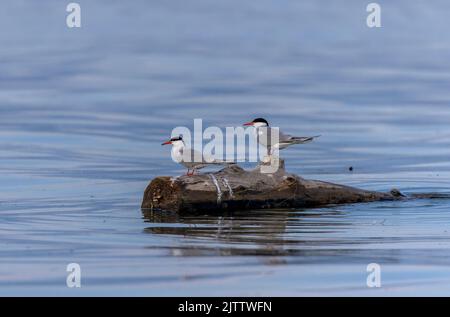 Paar Seeschwalben, Sterna hirundo, auf dem Baumstamm, in der Nähe der Brutstätte. Stockfoto