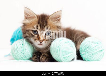 Gestreifte Katze mit blauen Kugeln, Fäden auf einem weißen Bett. Ein Artikel über Kätzchen. Ein Artikel über Haustiere. Ein neugieriges kleines Kätzchen, das in Th schaut Stockfoto