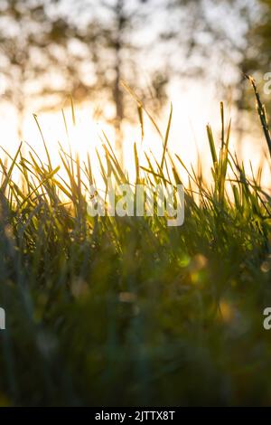 Gräser oder Feldfrüchte auf Sonnenebene aus Bodensicht. Natur- oder kohlenstoffneutrales Konzept, vertikales Foto. Stockfoto