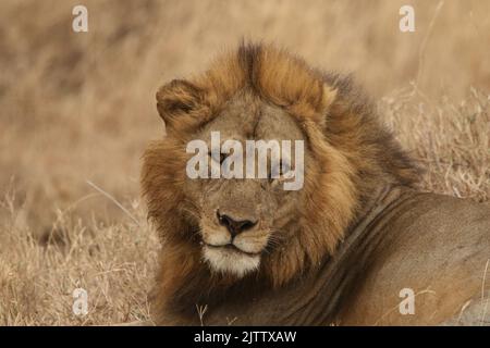 Schöner männlicher Löwe, der Augenkontakt macht Stockfoto