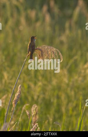 Großer Schilfrohrsänger, Acrocephalus arundinaceus, singender Rüde, der auf Schilf thront, Abend. Griechenland. Stockfoto