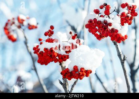 Nahaufnahme der wunderschönen natürlichen roten Vogelbeeren Haufen schneebedeckten Neuschnee gegen den blauen Himmel an kalten Wintertag. Natur weihnachtswald Stockfoto