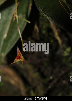 Miniatur-Orchidee Lepanthes blepharistes Stockfoto