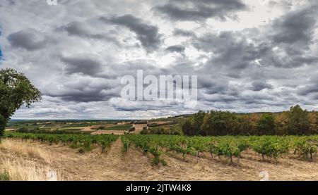 Vue panoramique sur les vignobles de Gaillac en été sous un ciel gris Stockfoto