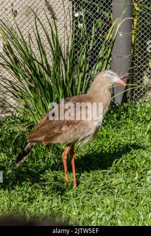 Seriema, typischer Vogel der brasilianischen Cerrados im Freien Stockfoto