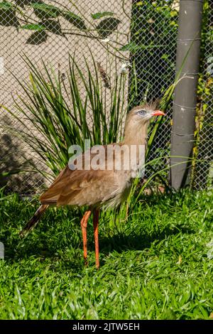 Seriema, typischer Vogel der brasilianischen Cerrados im Freien Stockfoto