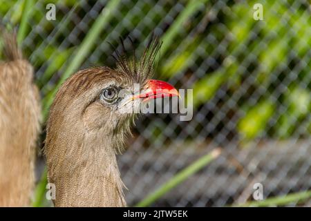 Seriema, typischer Vogel der brasilianischen Cerrados im Freien Stockfoto