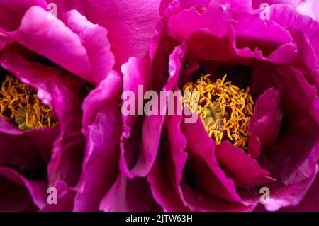 Nahaufnahme einer wunderschönen dunkelrosa Baum Pfingstrose Blume. Selektiver Fokus. Stockfoto
