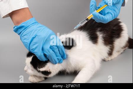 Tierarzt behandelt ein krankes Kätzchen, indem eine Injektion mit einer Spritze, Konzept PET-Behandlung. Stockfoto