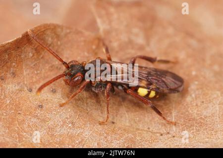 Nahaufnahme einer farbenprächtigen roten weiblichen, flavösen Nomadenbiene Nomada flava, die auf einem getrockneten Blatt sitzt Stockfoto