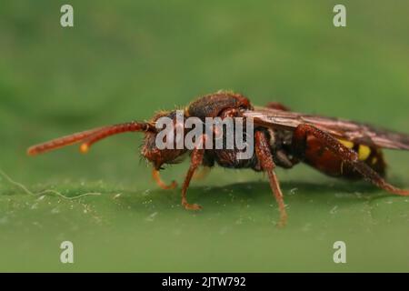 Nahaufnahme einer farbenprächtigen roten weiblichen, flavösen Nomadenbiene, die auf einem grünen Blatt sitzt, Nomada flava Stockfoto