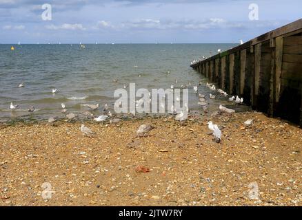 Möwen fressen Reste des Kiesstrandes in Whitstable Stockfoto