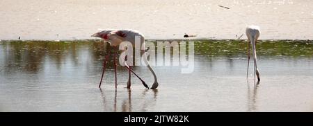 Drei rosa Flamingos, die im flachen Wasser suchen Stockfoto