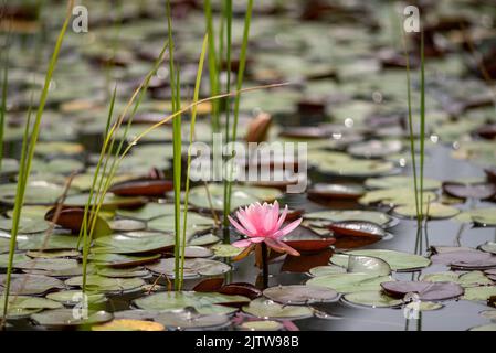 Eine rosafarbene Pygmäenwasserlilie im Wasser mit Lilie rundherum Stockfoto