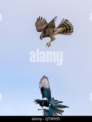 Sperling Falke jagen und gejagt werden. Stockfoto