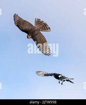 Sperling Falke jagen und gejagt werden. Stockfoto