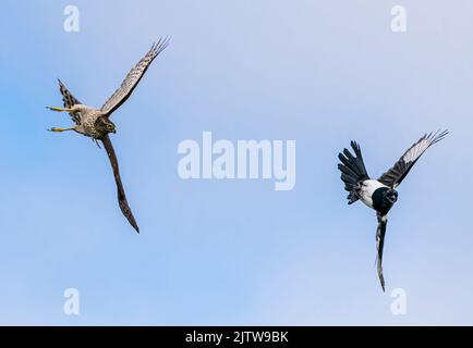 Sperling Falke jagen und gejagt werden. Stockfoto