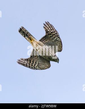 Sperling Falke jagen und gejagt werden. Stockfoto