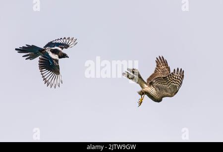 Sperling Falke jagen und gejagt werden. Stockfoto