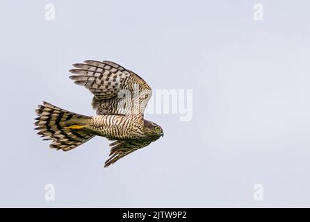 Sperling Falke jagen und gejagt werden. Stockfoto