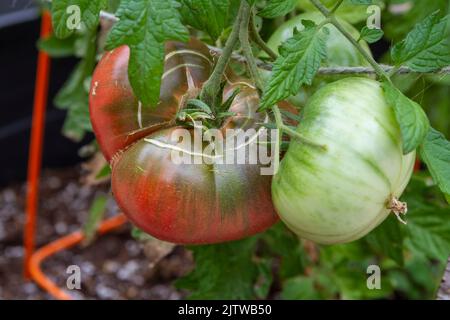 Konzentrische Rissbildung am Stielende einer weingereiften Erbstück Cherokee Purple Tomate (Solanum lycopersicum), daneben eine grüne unreife Tomate. Stockfoto