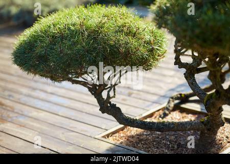 Nahaufnahme der Bonsai-Kiefer, die im Garten wächst Stockfoto