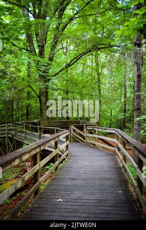 Der Congaree-Nationalpark in South Carolina ist das größte zusammenhängende Gebiet mit alten, wachsenden Bodenharthölzern in den Vereinigten Staaten Stockfoto