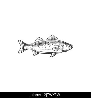 Süßwasser Kabeljau isolierte Scumbridae Fisch monochrome Symbol. Vector gelbe Barsch, Fluss See Tier. Angelsport Maskottchen, Salzwasser-Tunika Fisch von Hand gezeichnet. Süßwasser Europäische, Balkhasch-Gamefischfische Stock Vektor