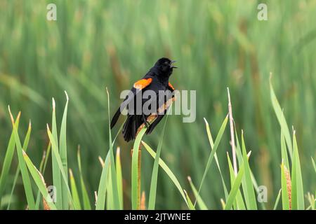 Ein Rotflügeliger Amsel mit buntem Gefieder, der sein Lied singt, während er einen frischen Rohrschwanz und ein Schilfblatt umklammert. Stockfoto