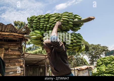 Nakuru, Kenia. 01. September 2022. Ein Arbeiter trägt grüne Bananen auf einem Frischemarkt in Nakuru Town. Die Inflation in Kenia stieg im August, dem Monat, in dem die Parlamentswahlen stattfanden, auf 8,5 %, wobei die Nahrungsmittelinflation bei 15,3 % lag. Der Anstieg ist seit März 2022 im Aufwärtstrend. Kredit: SOPA Images Limited/Alamy Live Nachrichten Stockfoto