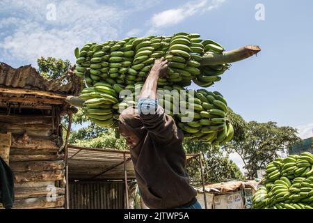 Nakuru, Kenia. 01. September 2022. Ein Arbeiter trägt grüne Bananen auf einem Frischemarkt in Nakuru Town. Die Inflation in Kenia stieg im August, dem Monat, in dem die Parlamentswahlen stattfanden, auf 8,5 %, wobei die Nahrungsmittelinflation bei 15,3 % lag. Der Anstieg ist seit März 2022 im Aufwärtstrend. (Foto von James Wakibia/SOPA Images/Sipa USA) Quelle: SIPA USA/Alamy Live News Stockfoto