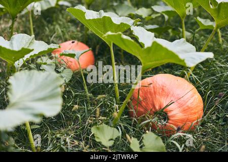 Im Garten liegt eine Ernte großer orangefarbener Kürbisse auf dem Boden. Vorderansicht. Stockfoto