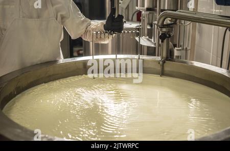 Der Prozess der Herstellung verschiedener Käsesorten in der Industrie. Käseherstellung aus natürlicher Milch und Erhaltung der Traditionen Stockfoto