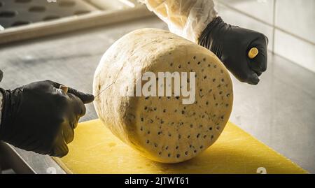 Ein Landwirt in schwarzen Handschuhen schneidet mit einem Slicer einen Kopf aus würzigem Gorgonzola-Käse mit blauem Schimmel in Stücke. Stockfoto