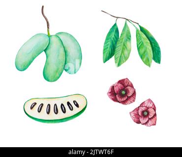 Asimina triloba, amerikanische Papaw-Früchte und Blumen. Aquarell detaillierte realistische Illustration. Stockfoto